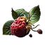 Wild Berry x5