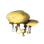 Oxshroom x3