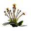 Mushroom Spores x10